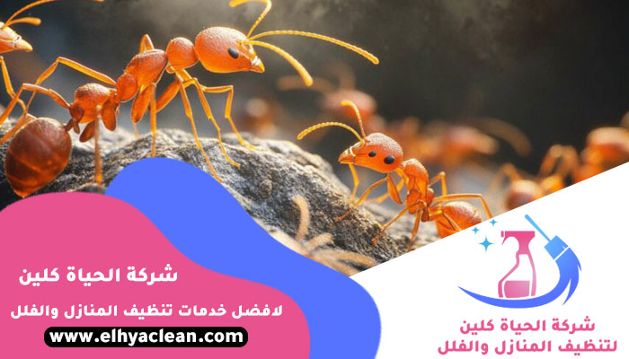 شركة مكافحة النمل الابيض في عجمان