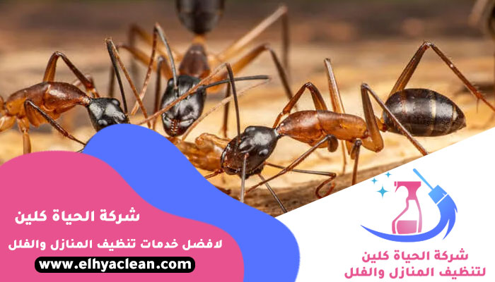 شركة مكافحة النمل الابيض في عجمان