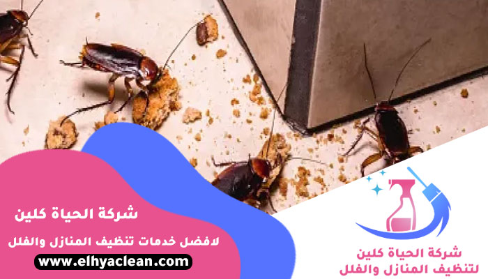 شركة مكافحة صراصير في الشارقة