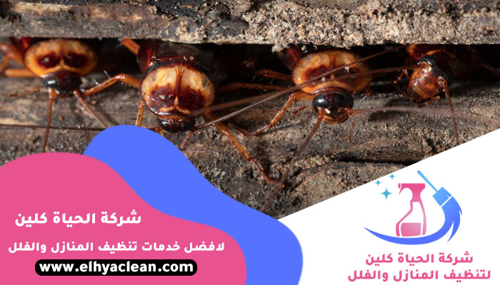 شركة مكافحة صراصير في راس الخيمة