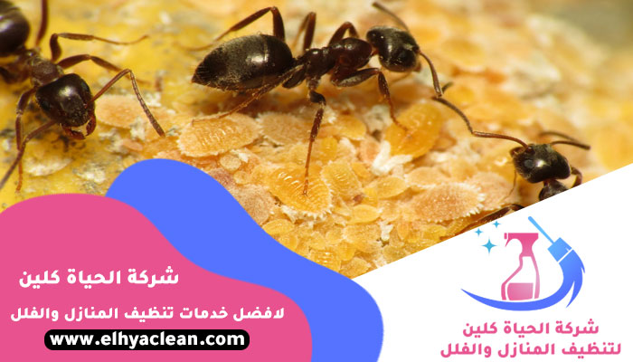 شركة مكافحة النمل الابيض في العين