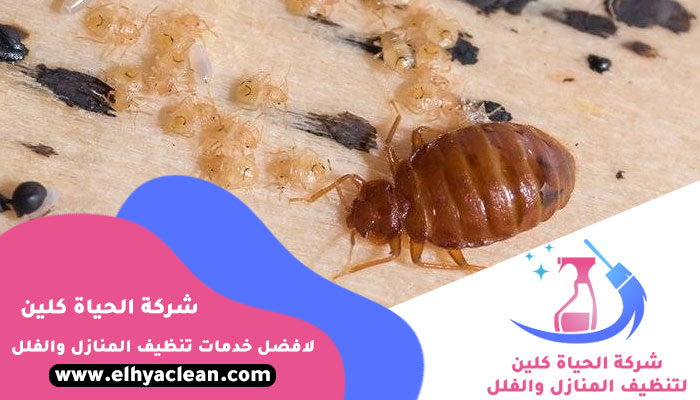 مكافحة بق الفراش في عجمان